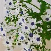 TSUKIの画像