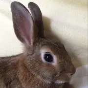 ポッキー