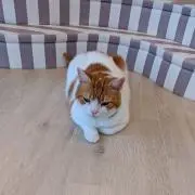 たま