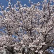 lily  ＊.断捨離中.＊の画像