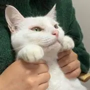 ねこの画像
