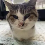 ぷうの画像