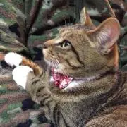 よこち