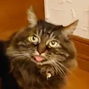ジャムネコの画像