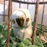 Taの画像