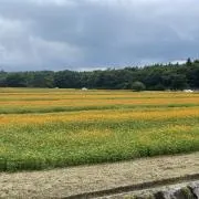 ふろすてぃ