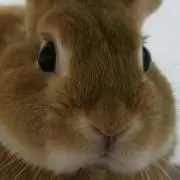 るる