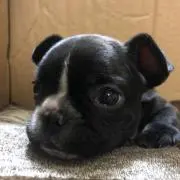 りんの画像