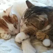 チャッピーの画像