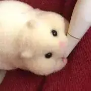 やたの画像
