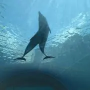 いのうえの画像