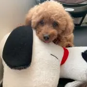YUIの画像