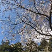 grapesの画像