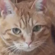 むぎむぎの画像