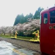 しんぺいの画像