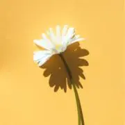 ★sacchan★まとめ割あり　即日発送の画像