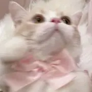 ぱちゃの画像