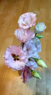 poco＊の画像