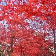 かずことの画像