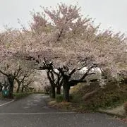 トミーの画像