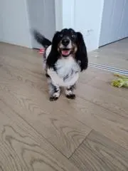 KUROの画像
