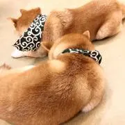 KENZOの画像