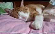 たかかず