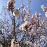 NANAKOの画像