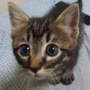 メドゥーサの画像