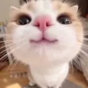 P〜猫と一緒〜の画像