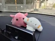 勿忘草