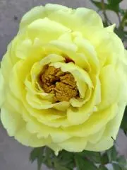 しまみの画像