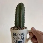 カクタスの画像