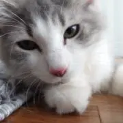 りょた