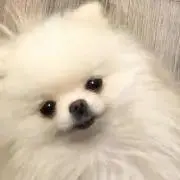 ふーんの画像