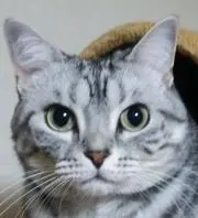 ネコアキ