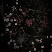リンゴの画像