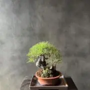 ロビタナカの画像