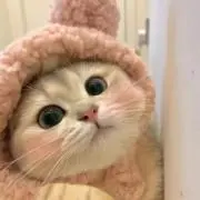 ゆかの画像