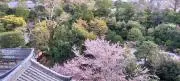 okusyoの画像