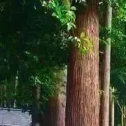 のぎーの画像