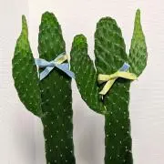 ぷぅこの画像