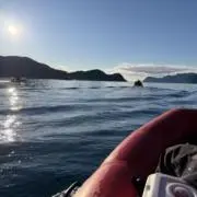 TAEの画像