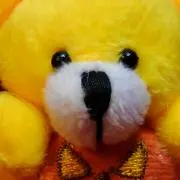 たんぽぽの画像