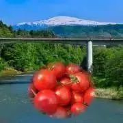 やまとま