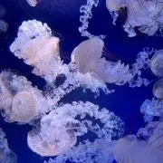 *.jellyfish*.の画像