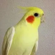 ももじろう