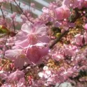 はななの画像