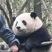 のぞみんの画像
