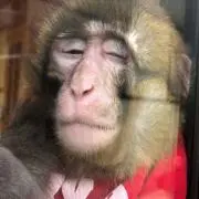 らもの画像